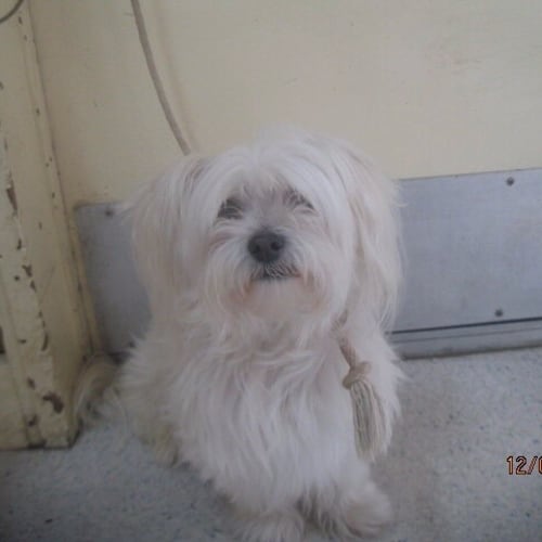 No photo for Snowy ** A Gentle Sweet Little Man **