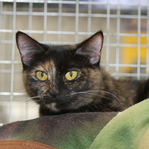 Autumn (C618) Reduced Adoption Fee