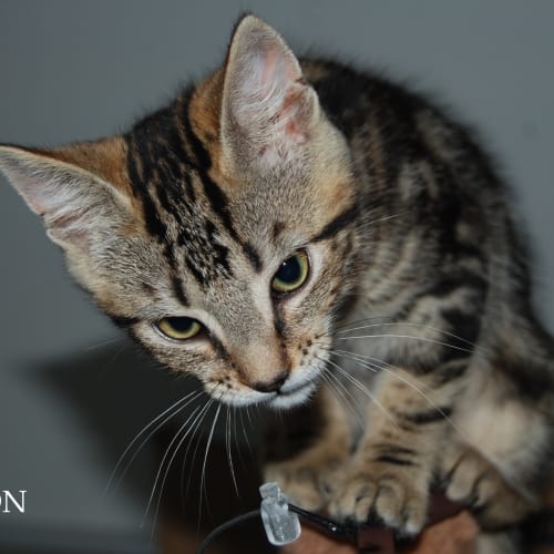 Samson