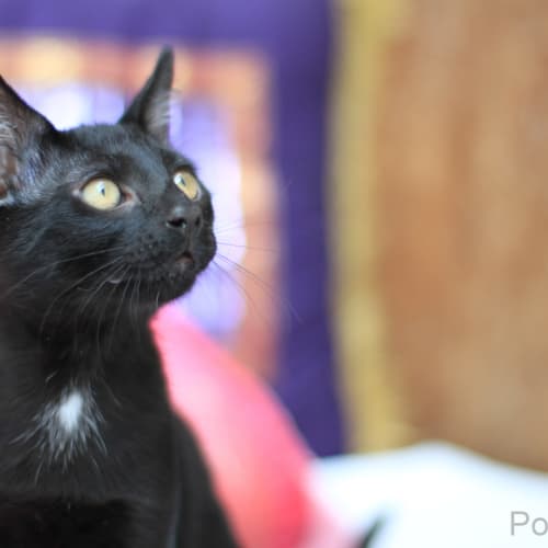 No photo for Pound Cats | Jack And Jake