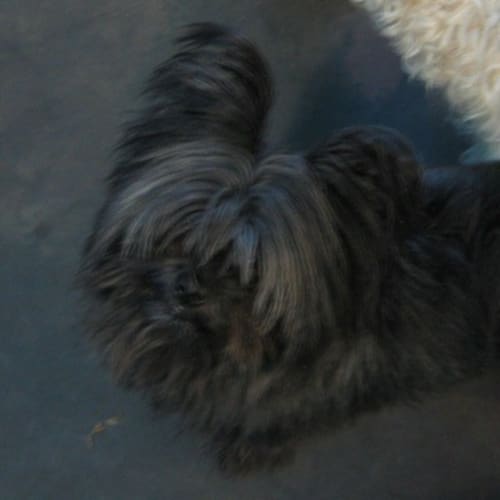 No photo for Puffy 769574