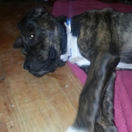 No photo for Boris ... Beautiful Big Baby Boy