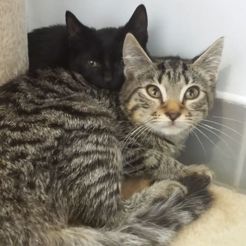 Tab (is ready to go!)