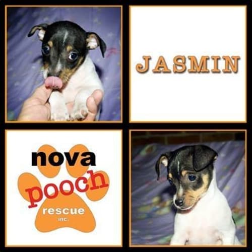 No photo for Jasmin (I Am On 2weeks Trial In My New Home)