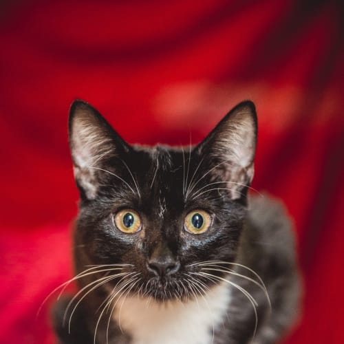 No photo for Saffy (Located In Templestowe)