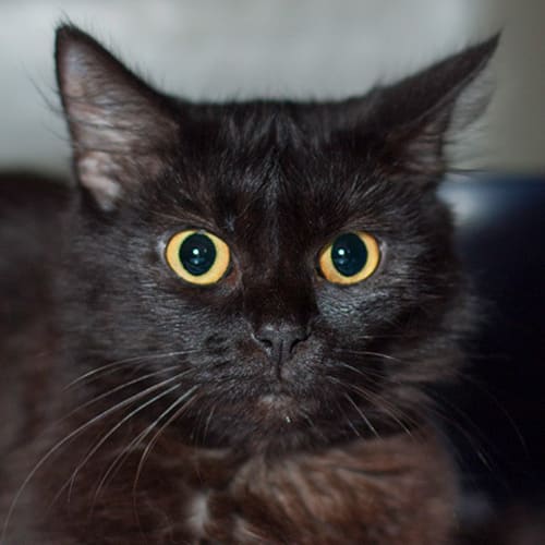 No photo for Onyx