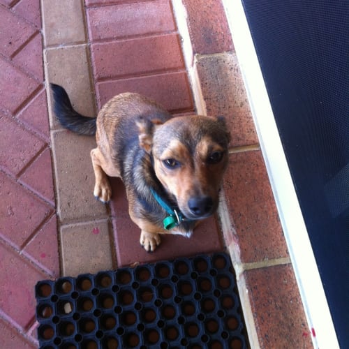 No photo for Rocco. Hd13 230