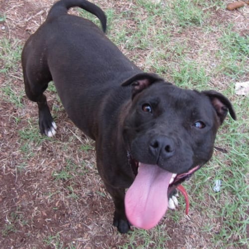 Pepsi .. purebred Staffy