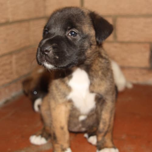 No photo for Onedia   8 Week Old Puppy