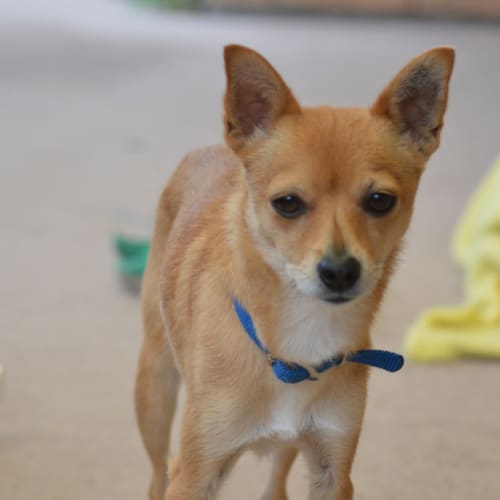 No photo for Missy (On Trial 5/5/14 Fine With Cats, Children ~)