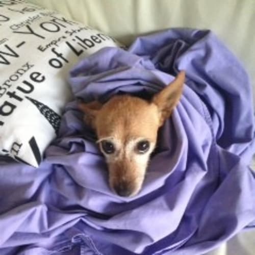 No photo for Jewel Adoption Pending