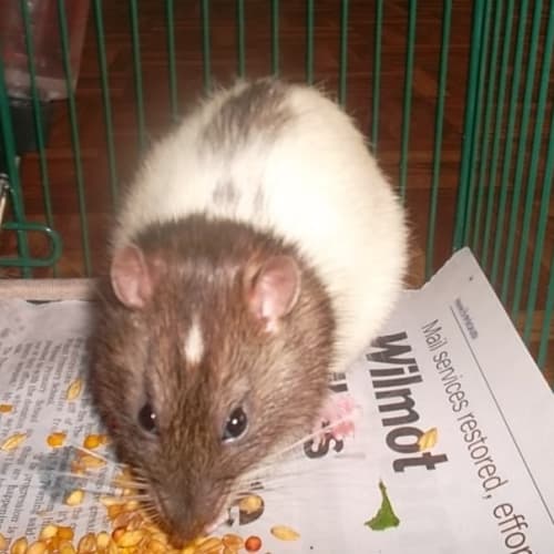 No photo for Reggie