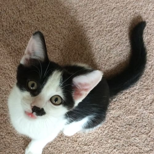 No photo for Smudge
