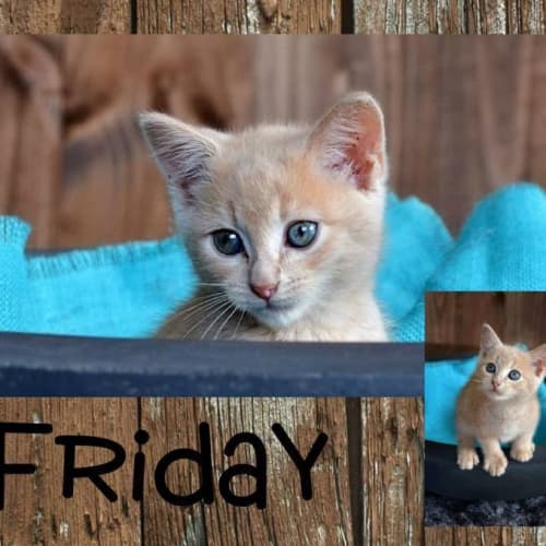 No photo for Friday