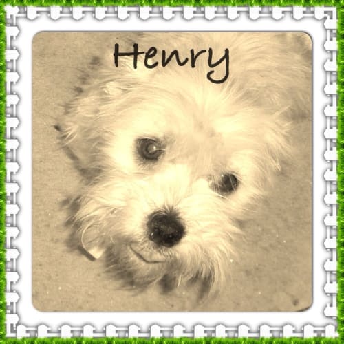 No photo for Henry ** A Sweet Loyal Little Man **