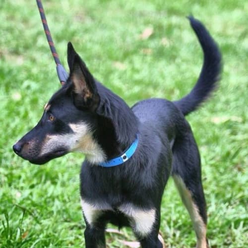 No photo for Archie ** A Lovely Natured Kelpie **