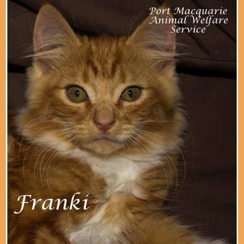 Franki