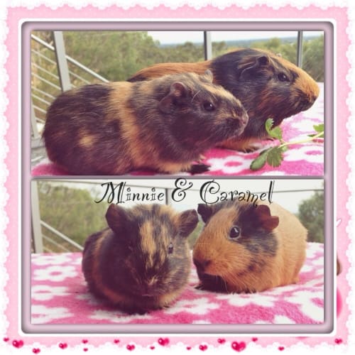 No photo for Minnie And Caramel