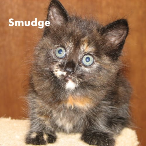 Smudge