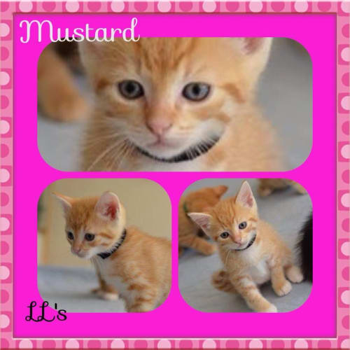 No photo for Mustard 