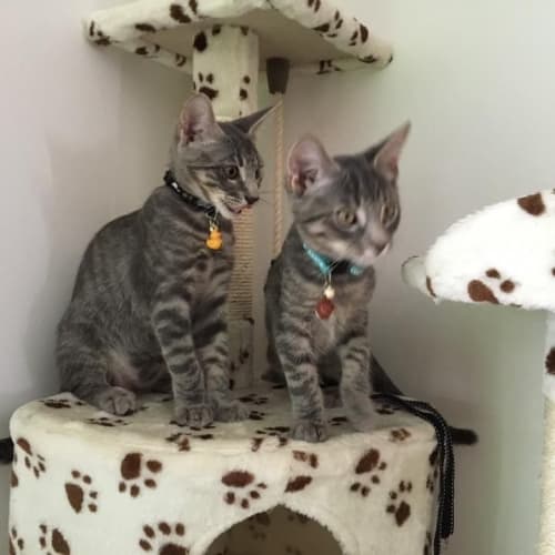 Simon and Sebastian