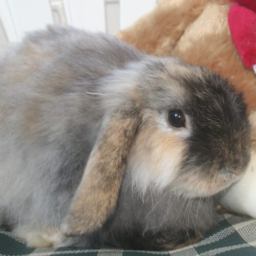 Charlie