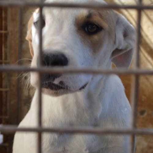 No photo for Ivana ** A Real Sweet Heart Who Is Cat Friendly **