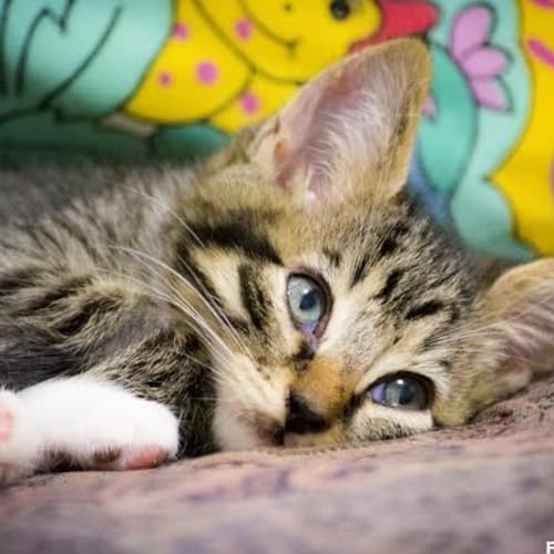 No photo for Tabby