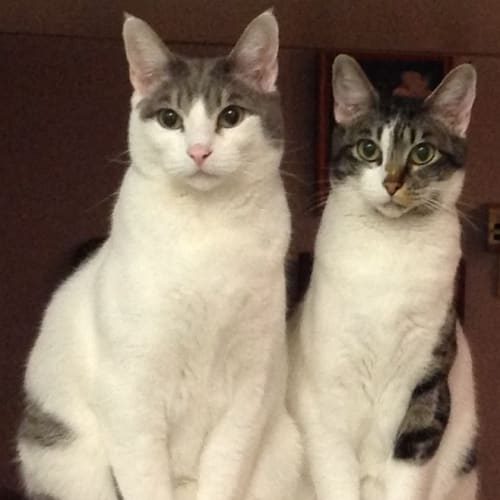Bro & Sissy (urgent to rehome)