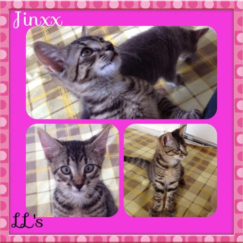 Jinxx
