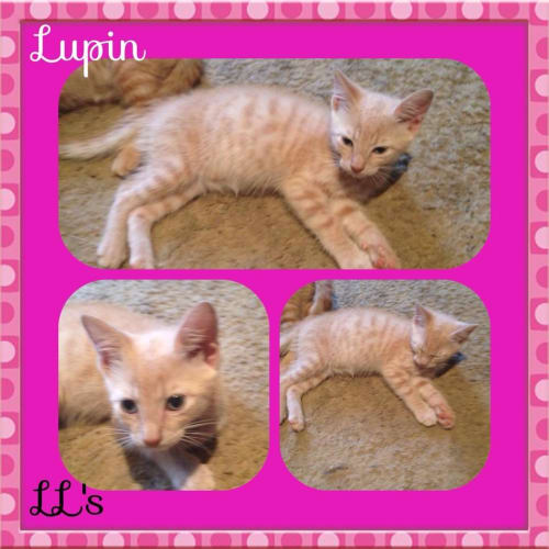 Lupin