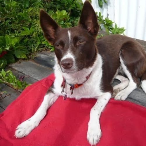 No photo for Suzi   Pocket Border Collie