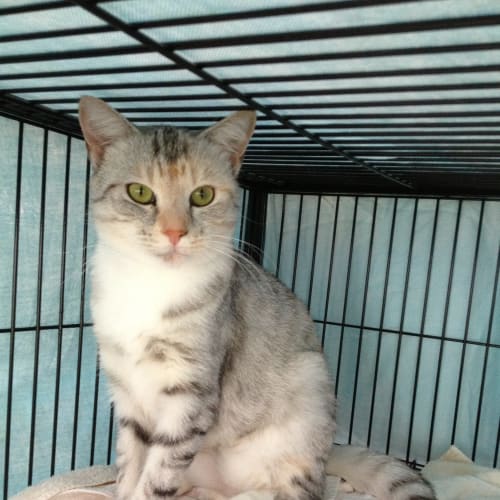 "Brooke" - Purrfect Match