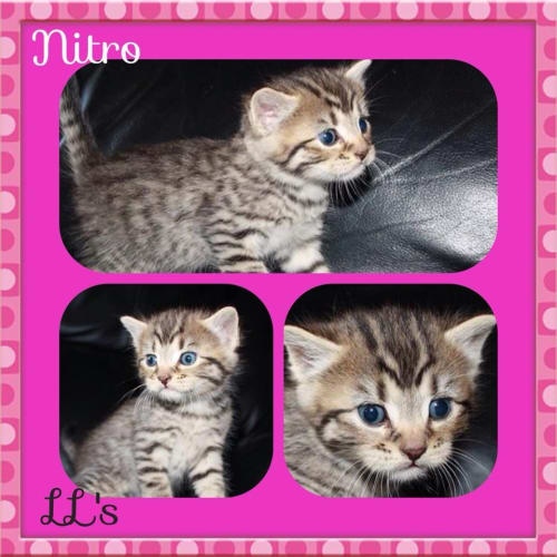 Nitro