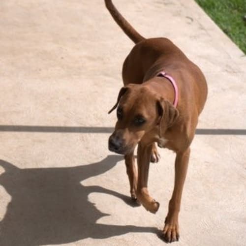 No photo for Petal ** An Amazing Gentle Sweet Girl **