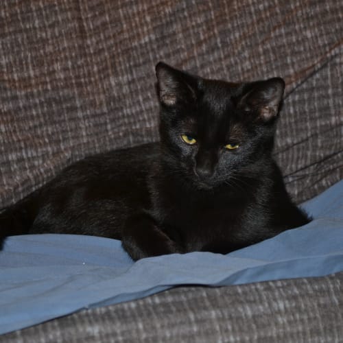 Ember