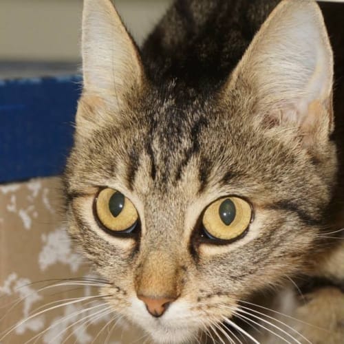 Elsa (C615) Reduced adoption fee