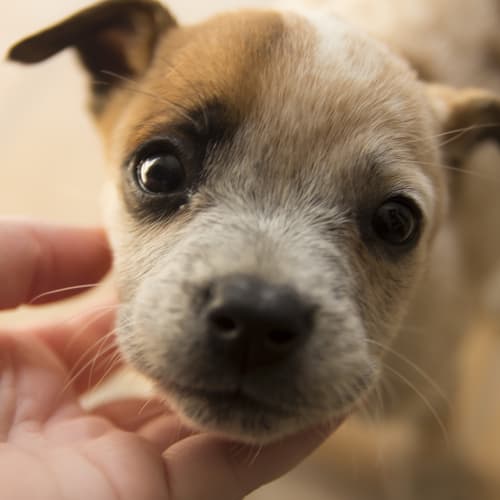 No photo for Puppy Buttercup (On Trial 25/4/14)