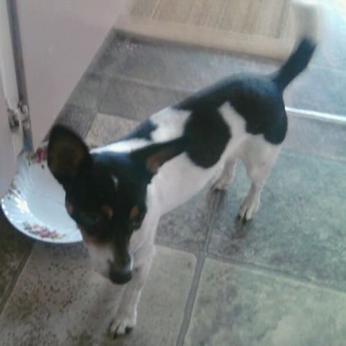 No photo for Jess ( Now On Hold Pending Adoption )
