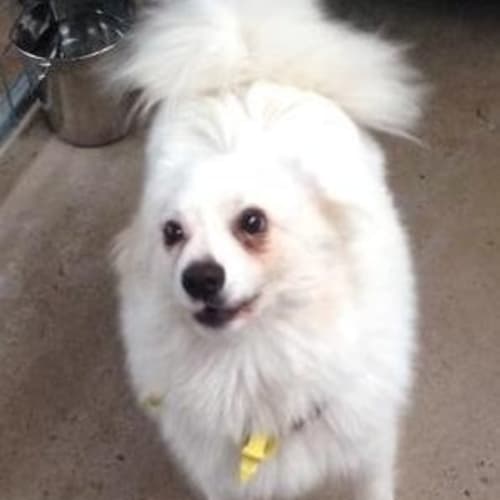 No photo for Tommy ** A Calm Boy For A Puppy **
