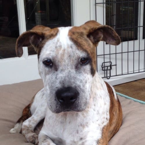 No photo for Harry ** A Gorgeous Natured Puppy **
