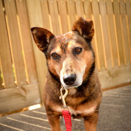 No photo for Barney **Applications Closed**