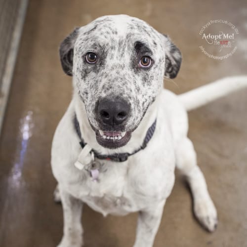 No photo for Archie ** A Lovely Natured Boy **