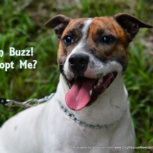 Buzz (Adopted 22/8/14)-by carer