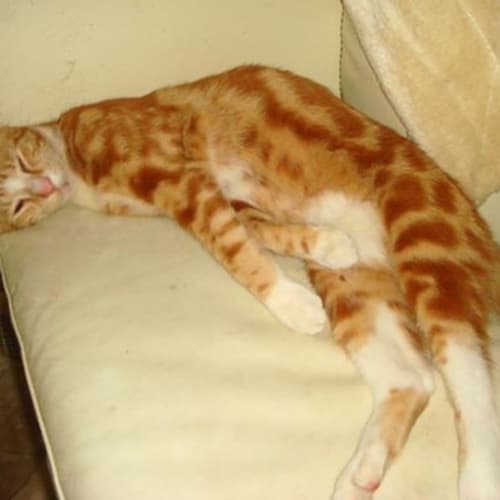 No photo for Red Cat