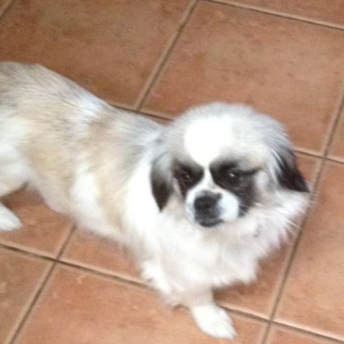 Daisy *no more enquiries please*