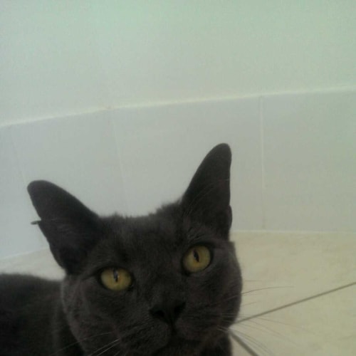 No photo for Tzar