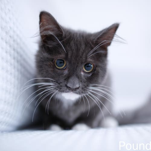 No photo for Pound Cats | Sierra