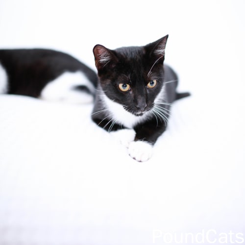 No photo for Pound Cats | Tyler