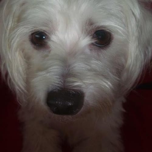 No photo for Lola